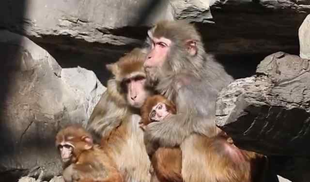 动物园猴子抱团取暖