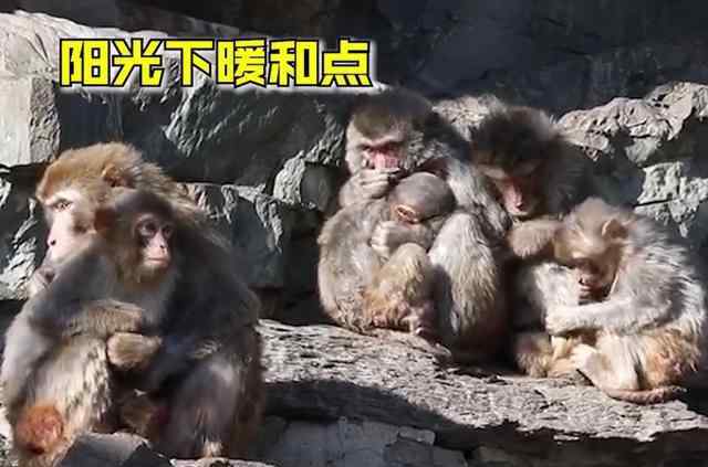 动物园猴子抱团取暖