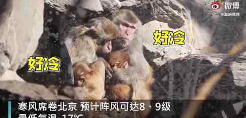 北京动物园猴子抱团取暖 这是什么画面