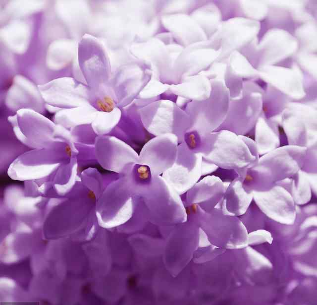 丁香紫 最近火了一种色，叫“丁香紫”，适合肤色暗黄的40+女人，忒显白