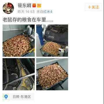老鼠存花生被发现 老鼠存一年花生被没收 网友评论老鼠是适合过日子的伴侣