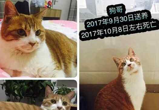 南京9只猫被摔死 到底是怎么死的原因令人痛心