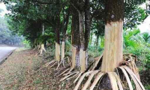 162棵树遭剥皮 到底是谁这么残忍？