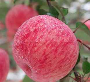 洛川红富士苹果价格 被称为“苹果之乡”的陕西洛川，红富士苹果国内很出名