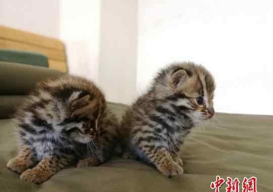上海豹猫 萌翻天!村民捡两只小豹猫 为什么野生豹猫不能在家养?