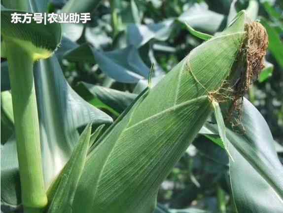 玉米钻心虫喷什么药 7月玉米钻心虫发生多，钻入茎秆难处理，农民如何来防治效果好？
