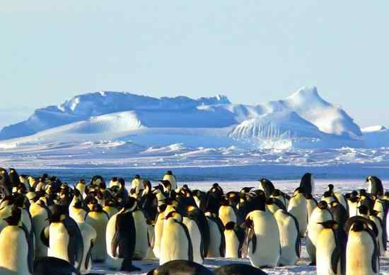 antarctic 一趟60万 为什么中国人喜欢到南极这个不毛之地旅游?