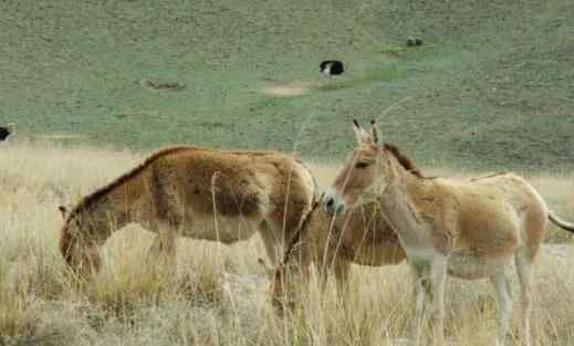 边界发现蒙古野驴 罕见至极很难见到了