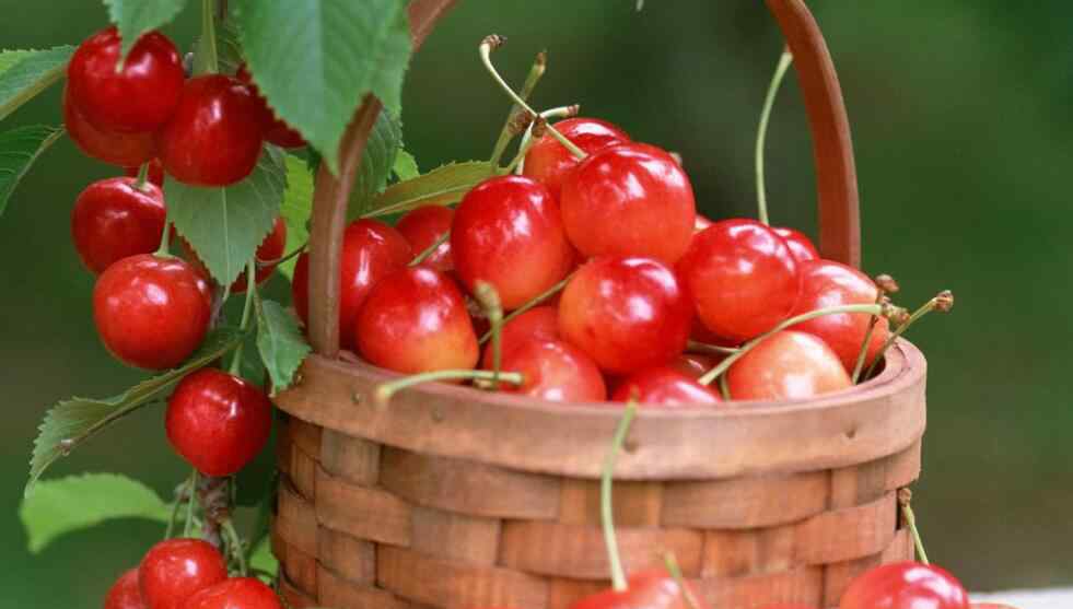 樱桃是什么季节的水果 春季什么水果是当季的？适合春天不同时段吃的水果推荐