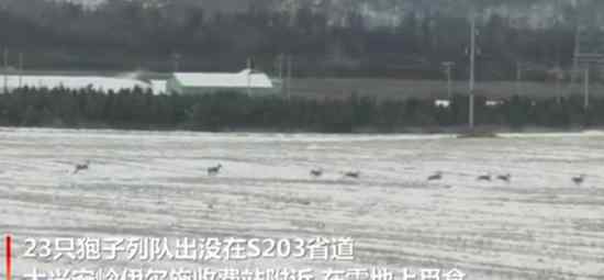 内蒙古23只狍子罕见列队出没 这是什么情况