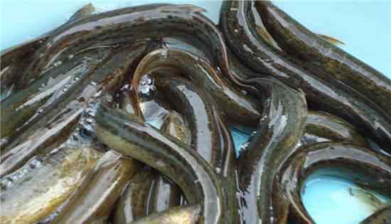 泥鳅养殖成本和利润 养殖泥鳅成本是多少，一亩地泥鳅养殖利润很可观！