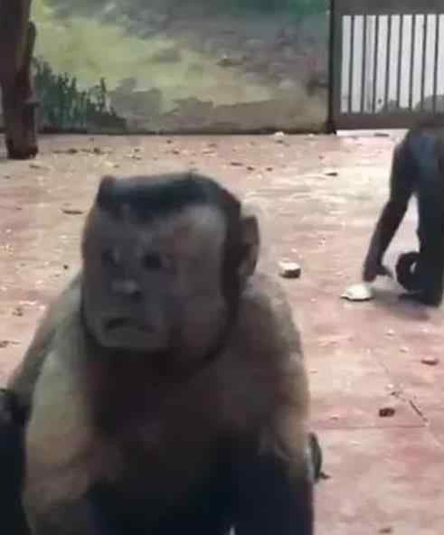 猴子长人脸 猴子长人脸撞脸明星 为什么动物像人让人害怕？