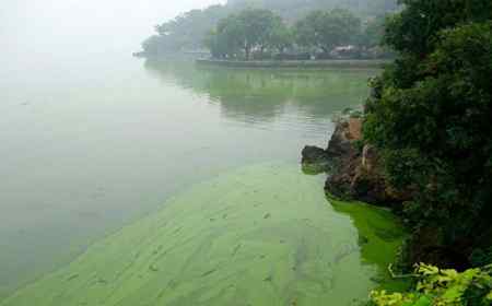 蓝藻爆发 蓝藻爆发的原因、危害及治理方法
