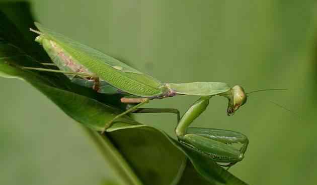 螳螂交配后吃掉伴侣 螳螂交配后，雄性会被雌性吃掉，那还有足够的雄性来繁衍吗？