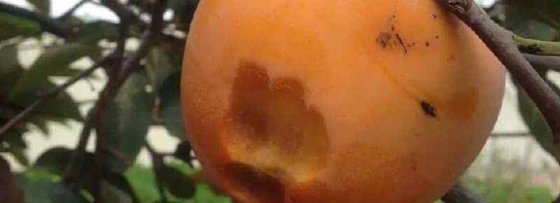 吃柿子注意的事项