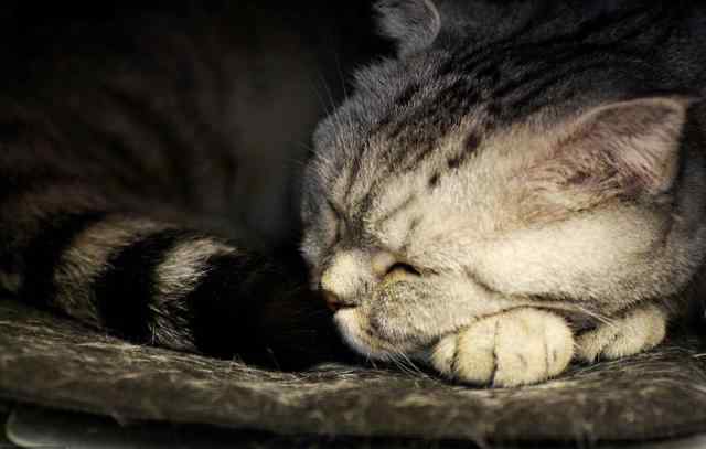 睡觉萌图 猫咪睡觉姿势大盘点（萌图预警），看看你家猫咪睡觉用哪种姿势