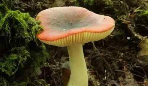 死亡天使蘑菇 世界十大致命毒蘑菇盘点，每一种都会因器官衰竭而死