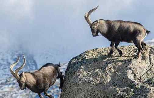 两山羊悬崖边搏斗是怎么回事 为什么要打斗？