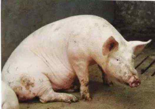 猪呼吸道病 10种猪呼吸道疾病鉴别诊断，全了
