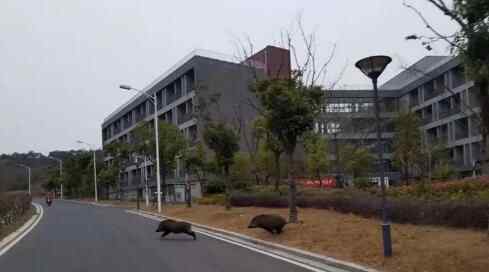 野猪闯进大学校区 这也太搞笑了吧