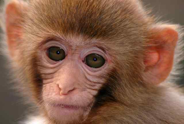 1968的猴几月出生最好 68年的属猴人，出生这几月的，老年都是享福的？
