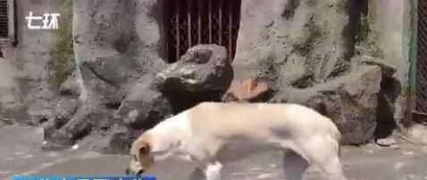 武汉一动物园以狗充狼 这是什么操作？