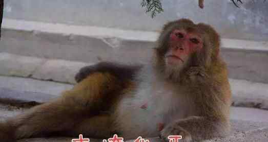 游客被猴抢走手机 这也太不小心了