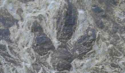 英国发现恐龙脚印 巨大无比真相实在罕见至极