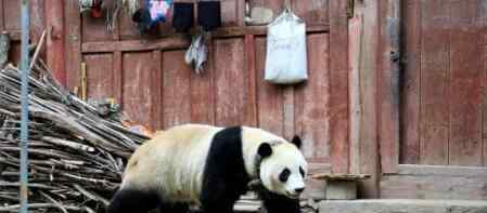 野生大熊猫现汶川 究竟是哪里来的？