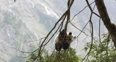 野生大熊猫栖息地 到底在哪里？