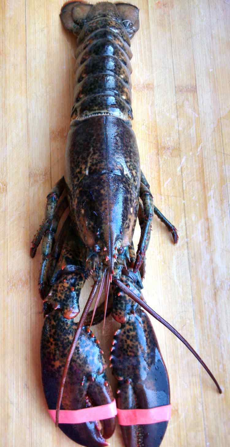芝士焗龙虾 芝士焗龙虾的家常做法 芝士焗龙虾食谱简单做法