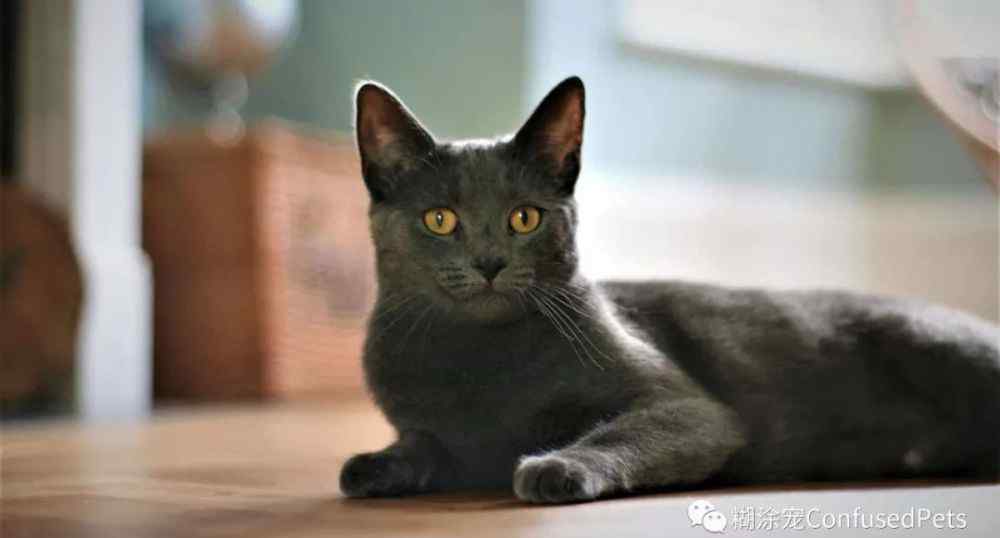 加州闪亮猫 14种最稀有的猫咪