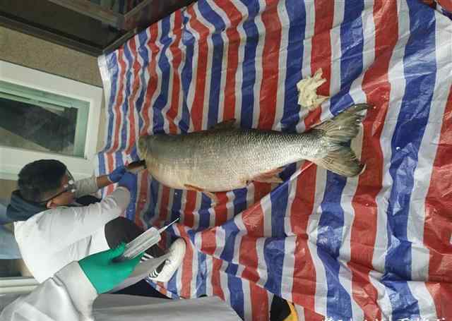 巨型水虎鱼 吃货们哭了！湖北一水库现1.68米长巨型鱤鱼 将被制成标本