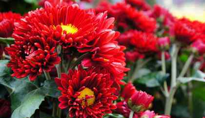 中药红花的功效与作用 红花的功效与作用红花的药用价值