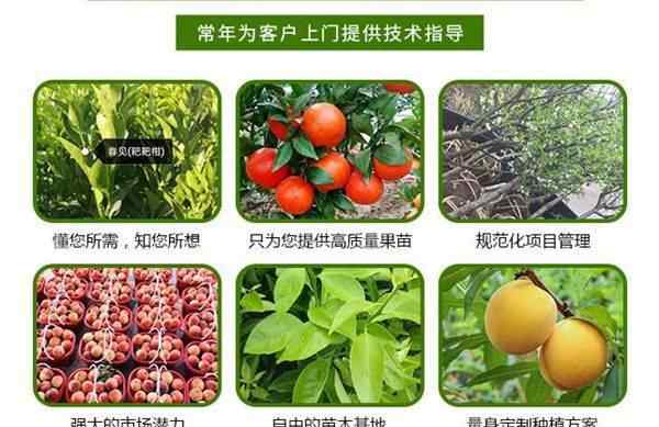 果树新品种 适合长江流域种植的果树苗新品种