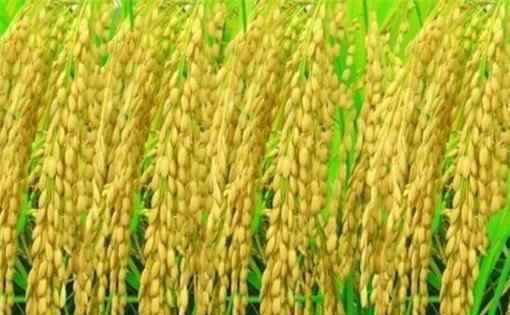 水稻亩产1365公斤 亩产1365公斤再创新高！水稻全程绿色生产，袁老团队功不可没