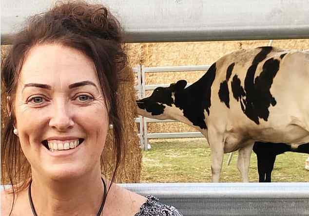 奶牛网 澳洲最高奶牛网络走红逃过被宰命运，数万粉丝涌入农场与其合影