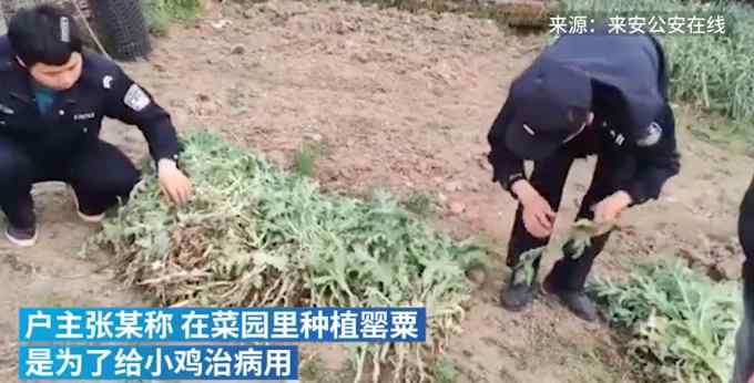 大妈在自家菜园种植600多株罂粟！和民警解释：为了给小鸡治病