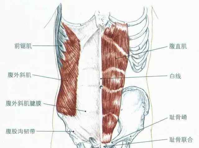肌腹 腹肌4种肌肉
