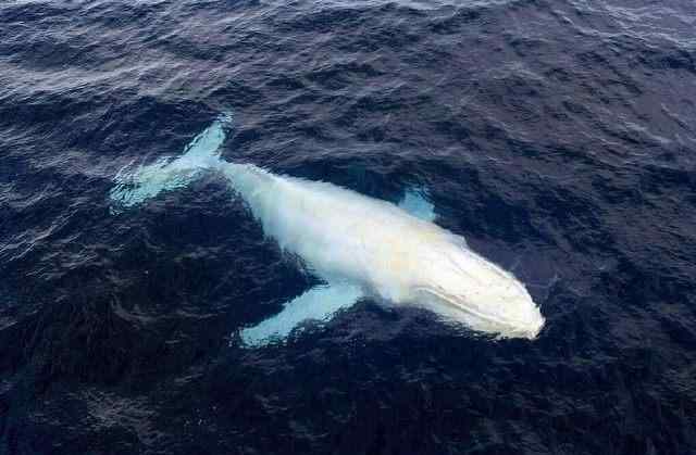 米伽罗 纯白色的鲸鱼你见过吗？万分之一的概率，研究员仅找到一只