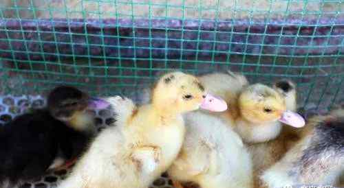家禽孵化器 家禽类的养殖：家禽的孵化技术
