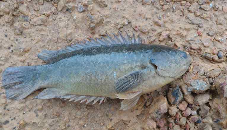 滩涂鱼 中国“特有”的6种鱼，第一个可在陆地呆6天之久，图三如今成为了美食！