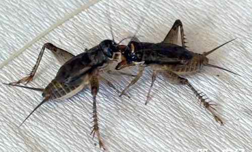 蟋蟀靠什么发出鸣叫声 蟋蟀的叫声是怎么样的?雌雄蟋蟀都会发声吗?