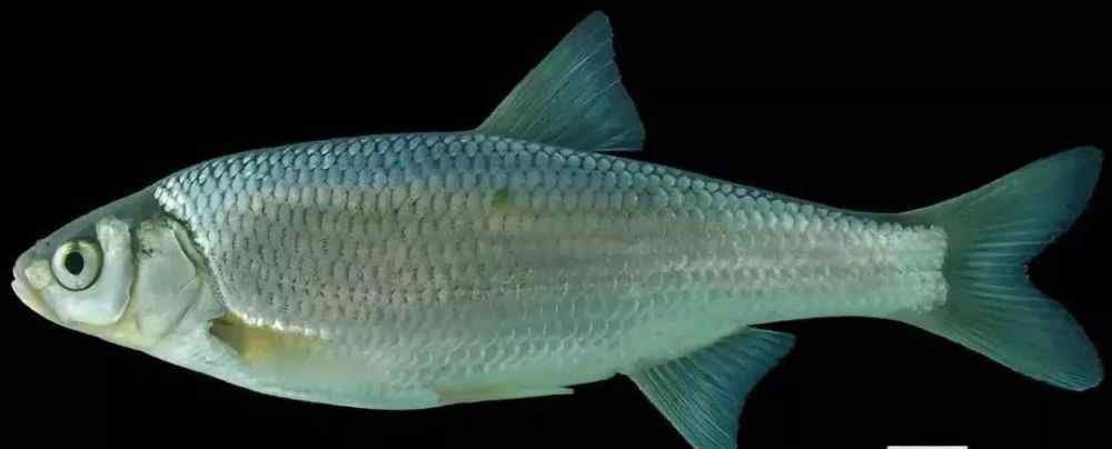 多鳞白甲鱼 北京野生鱼类锐减！鱼类多样性下降程度明显