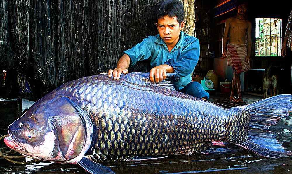 49斤的特大野生鲫鱼 一条鲫鱼可以长多大？渔民活捉一条“大鲫鱼”，至少都有90斤！