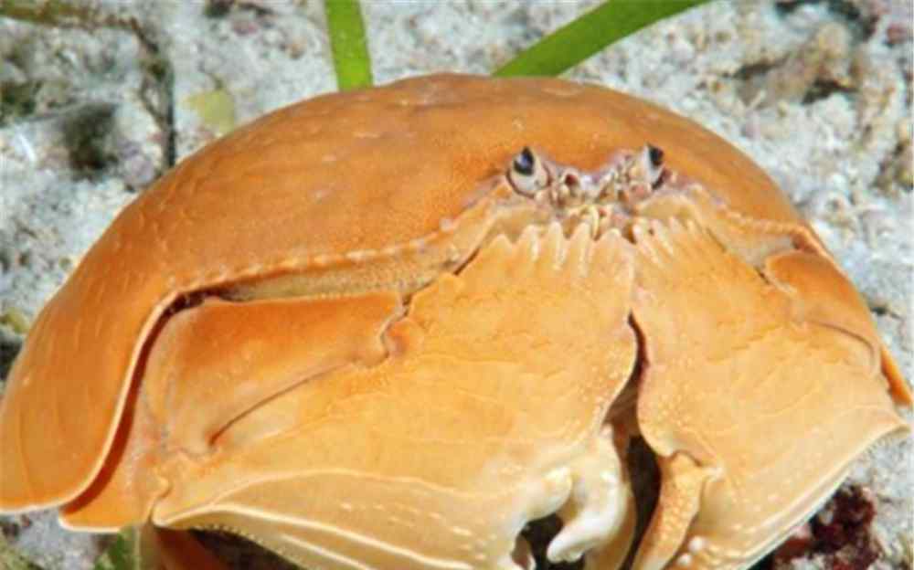 馒头赶海 为什么海边的农民赶海，看到馒头蟹都会丢掉，难道不能吃吗？