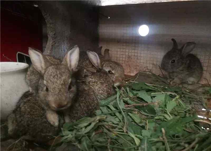 种兔养殖价格 肉兔种兔养殖杂交野兔种兔价格