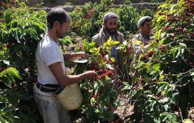 咖啡豆种植 最早种植咖啡国 也门迎来咖啡豆收获季！