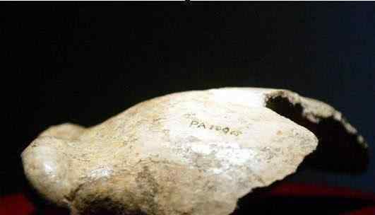 猿人头 中国历史上丢失的4件顶级国宝，有1件是猿人头盖骨，叫“北京人的头盖骨”
