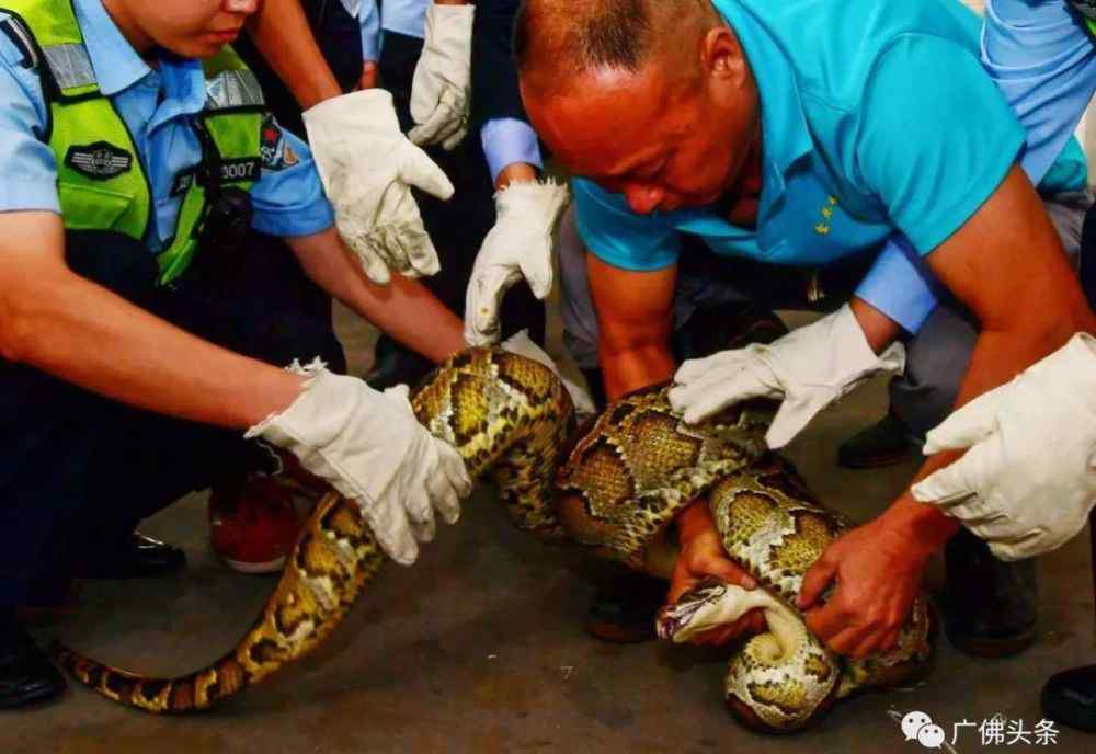 蟒蛇城 吓人！天花板突然掉下近40斤巨蟒！藏了10年，太肥撑破天花板才被发现